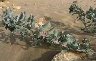 Atriplex parvifolia Lowe [9/16]