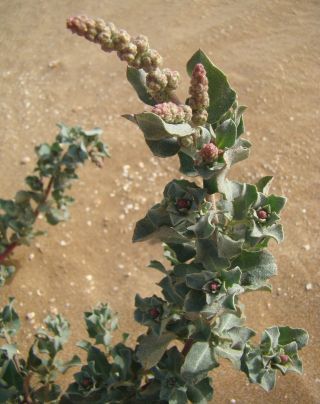 Atriplex parvifolia Lowe [10/16]