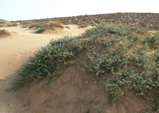 Atriplex parvifolia Lowe [11/16]