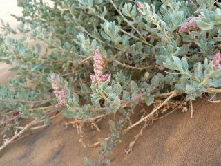 Atriplex parvifolia Lowe [12/16]