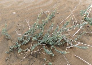 Atriplex parvifolia Lowe [13/16]