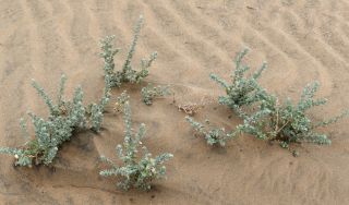 Atriplex parvifolia Lowe [14/16]