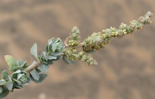 Atriplex parvifolia Lowe [15/16]