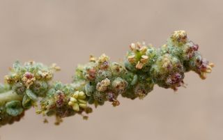 Atriplex parvifolia Lowe [16/16]