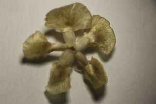 Fredolia aretioides (Moq. & Coss. ex Bunge) Ulbr. [13/17]