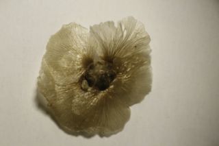 Hammada articulata (Moq.) O. Bolòs & Vigo [9/15]