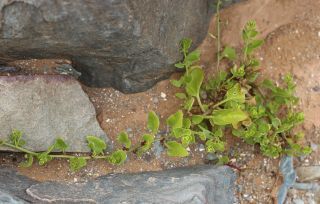Patellifolia patellaris (Moq.) A.J. Scott, B.V. Ford-Lloyd & J.T.Williams [10/11]