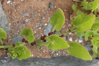 Patellifolia patellaris (Moq.) A.J. Scott, B.V. Ford-Lloyd & J.T.Williams [11/11]