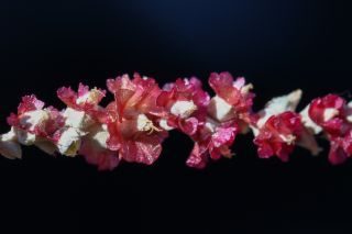 Salsola gemmascens subsp. maroccana Botsch. [5/8]