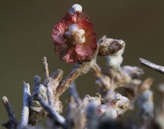 Salsola gemmascens subsp. maroccana Botsch. [7/8]