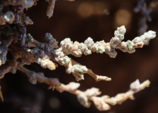 Salsola gemmascens subsp. maroccana Botsch. [6/8]