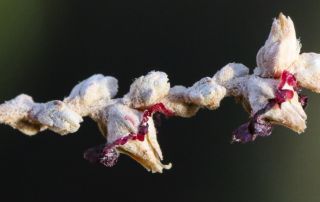Salsola gemmascens subsp. maroccana Botsch. [8/8]