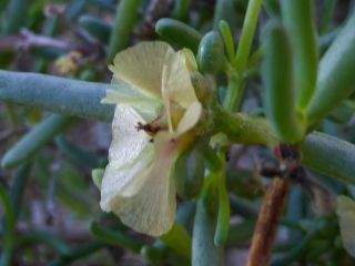 Salsola gr. longifolia [3/19]