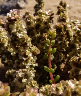 Salsola gr. longifolia [10/19]