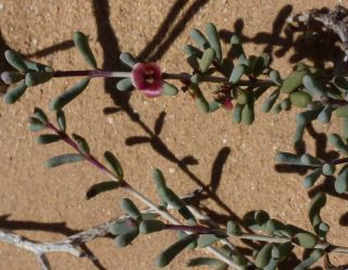 Salsola gr. longifolia [11/19]