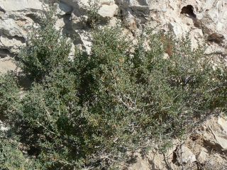 Salsola gr. longifolia [16/19]