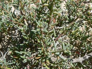 Salsola gr. longifolia [17/19]