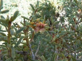 Salsola gr. longifolia [18/19]