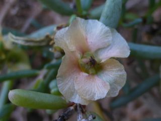 Salsola gr. longifolia [2/19]