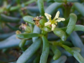 Salsola gr. longifolia [4/19]
