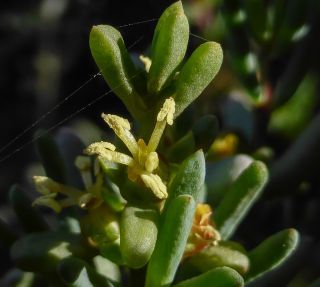 Salsola gr. longifolia [5/19]
