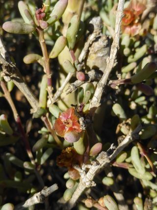 Salsola gr. longifolia [14/19]