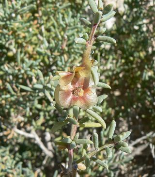 Salsola gr. longifolia [19/19]
