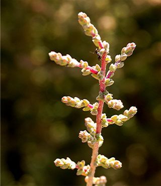 Salsola gr. vermiculata [2/13]