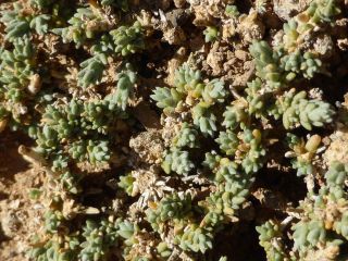 Salsola gr. vermiculata [4/13]