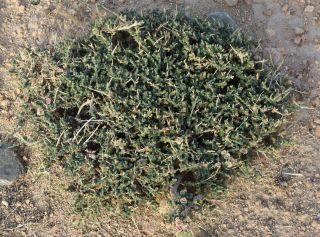 Salsola gr. vermiculata [5/13]