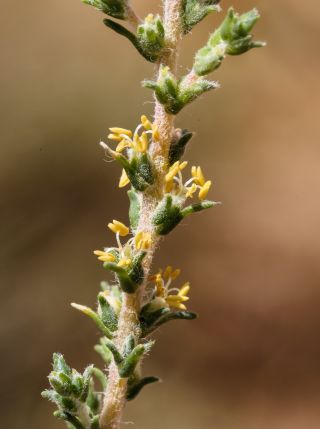 Salsola gr. vermiculata [13/13]
