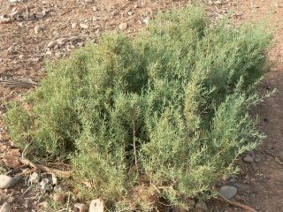 Salsola webbi Moq. [3/12]