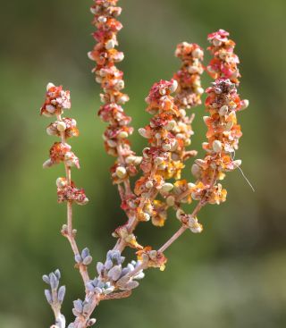 Salsola zygophylla Batt. [10/11]