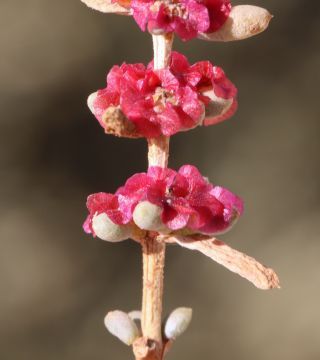 Salsola zygophylla Batt. [11/11]