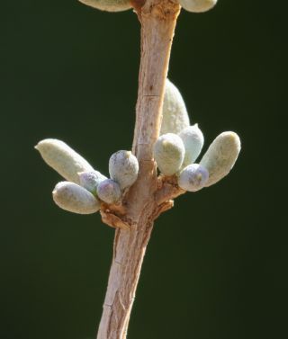 Salsola zygophylla Batt. [9/11]