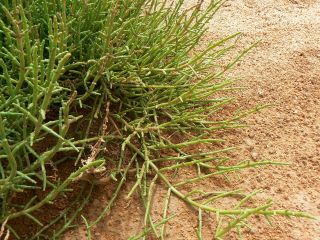 Sarcocornia perennis (Mill.) A. J. Scott [13/20]