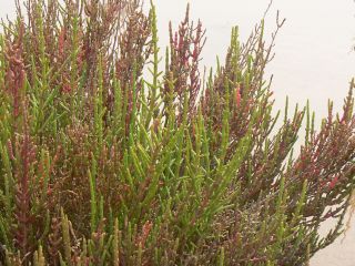 Sarcocornia perennis (Mill.) A. J. Scott [4/20]