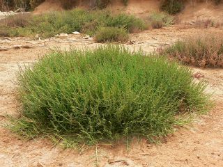 Sarcocornia perennis (Mill.) A. J. Scott [8/20]