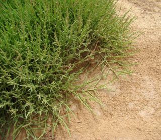 Sarcocornia perennis (Mill.) A. J. Scott [9/20]