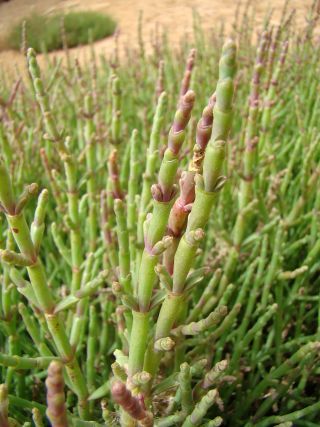 Sarcocornia perennis (Mill.) A. J. Scott [10/20]