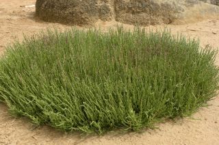 Sarcocornia perennis (Mill.) A. J. Scott [12/20]