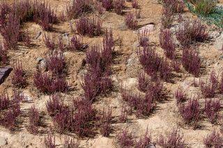 Sarcocornia perennis (Mill.) A. J. Scott [20/20]