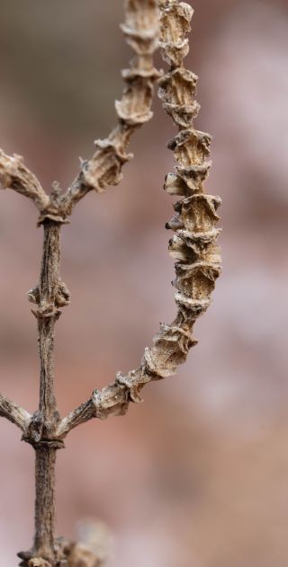 Sarcocornia perennis (Mill.) A. J. Scott [18/20]