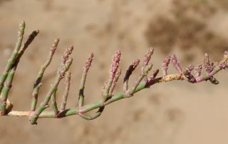 Sarcocornia perennis (Mill.) A. J. Scott [16/20]