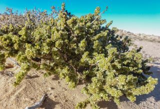 Soda glomerata (Maire) Akhani [1/3]