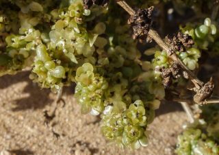 Soda glomerata (Maire) Akhani [2/3]
