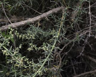 Soda oppositifolia (Desf.) Akhani [1/12]
