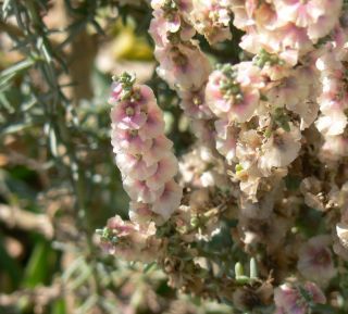 Soda oppositifolia (Desf.) Akhani [2/12]