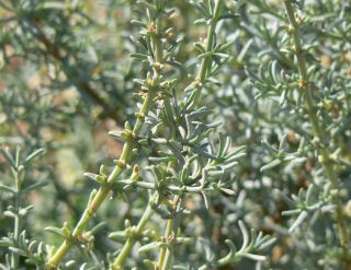 Soda oppositifolia (Desf.) Akhani [3/12]