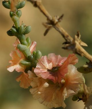 Soda oppositifolia (Desf.) Akhani [4/12]
